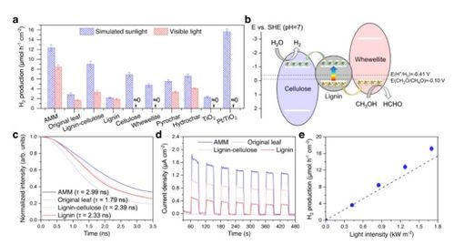 將枯葉轉(zhuǎn)化為活性多功能材料 蒸發(fā)器、光催化劑和生物塑料的創(chuàng)新應(yīng)用